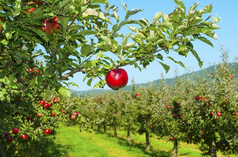 The Best Places to Go Apple Picking in Massachusetts